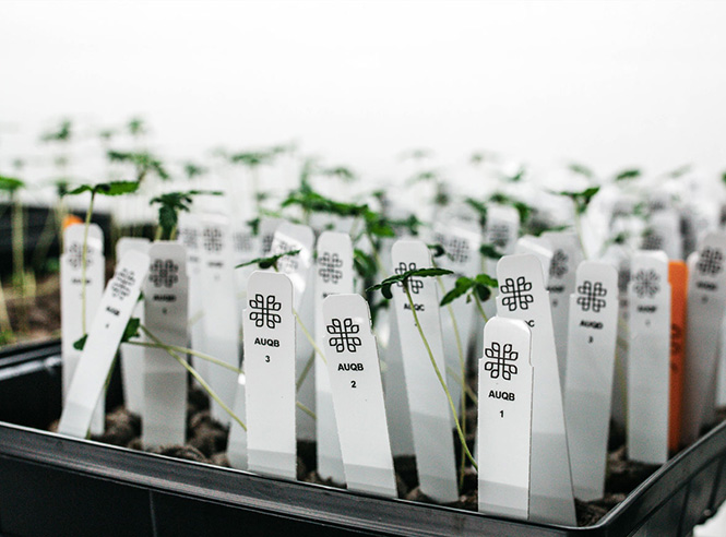 Plant Sex Test